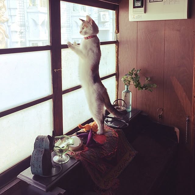 Hazukiさんの実例写真