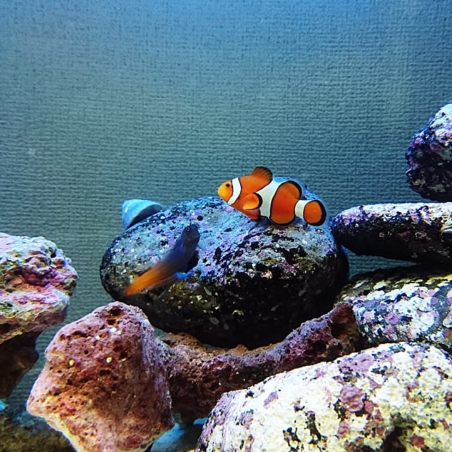 popotarojunさんの実例写真
