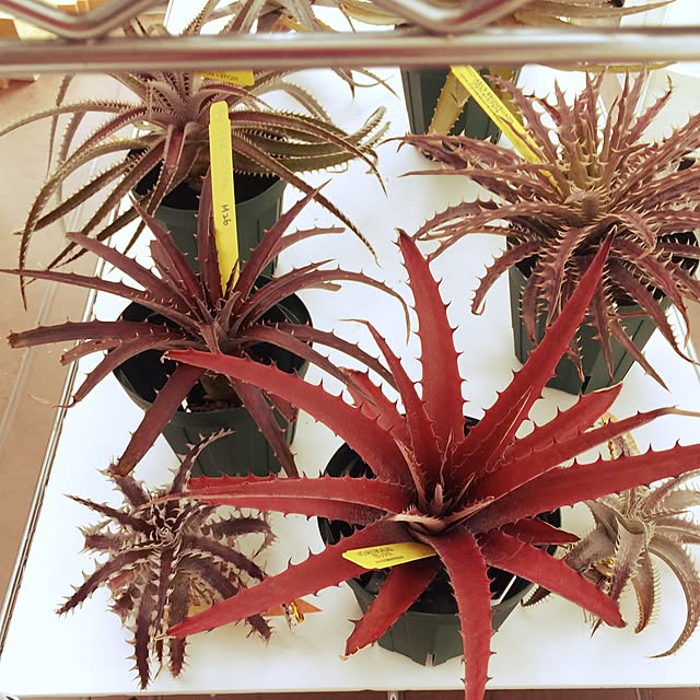 S-Tillandsiaさんの実例写真