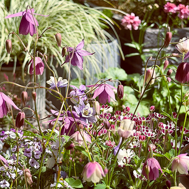 玄関/入り口/暮らしのひとコマ/花/春/花のある暮らし...などのインテリア実例 - 2026-04-01 13:31:39