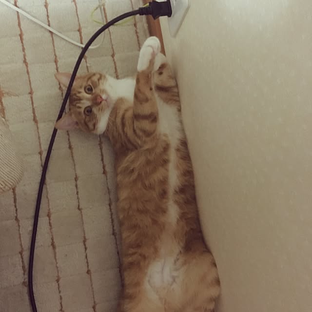 baronkotarouさんの実例写真