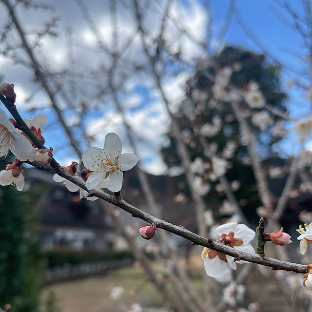 mamanさんの実例写真