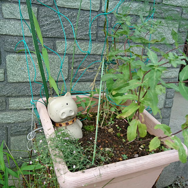 ameamekaasanさんの実例写真