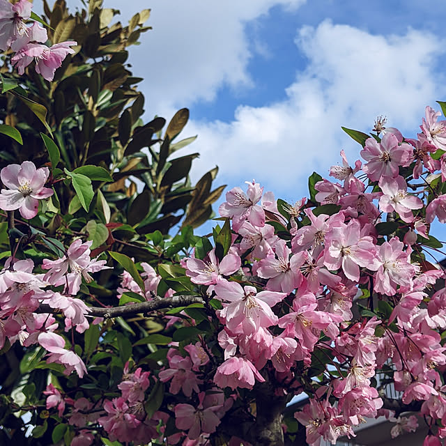Sakura_hanaさんの実例写真