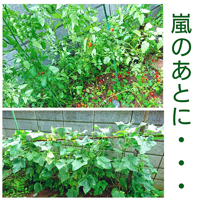minaraiさんの実例写真