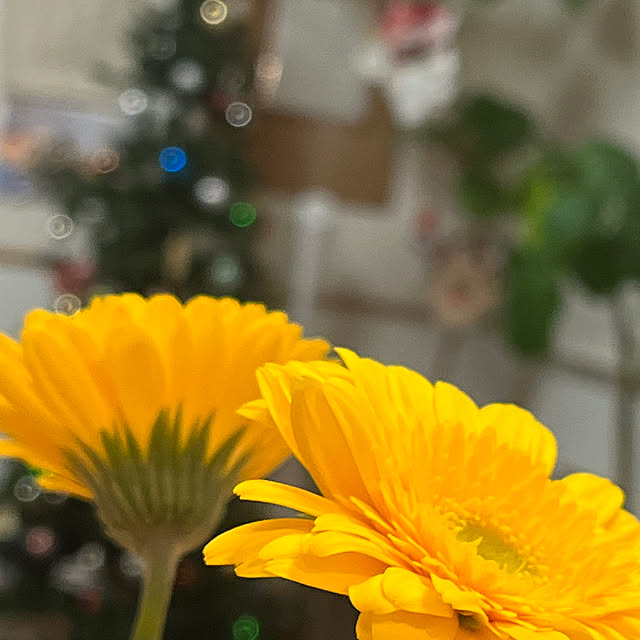 hirariさんの実例写真