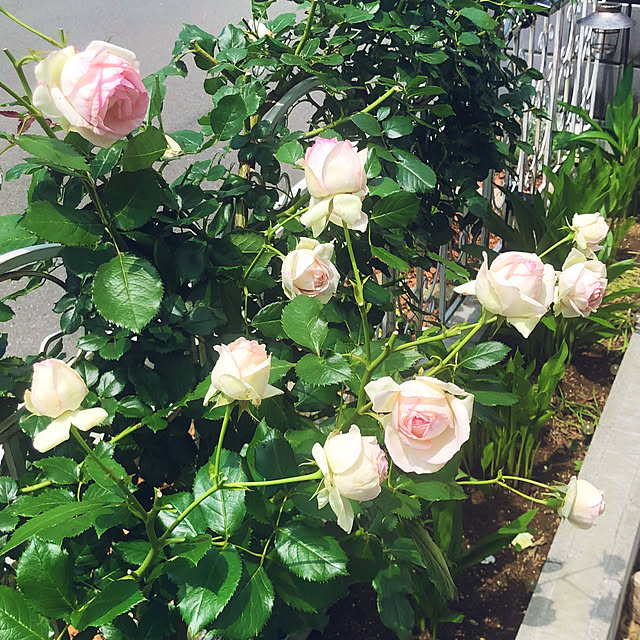 tomoさんの部屋