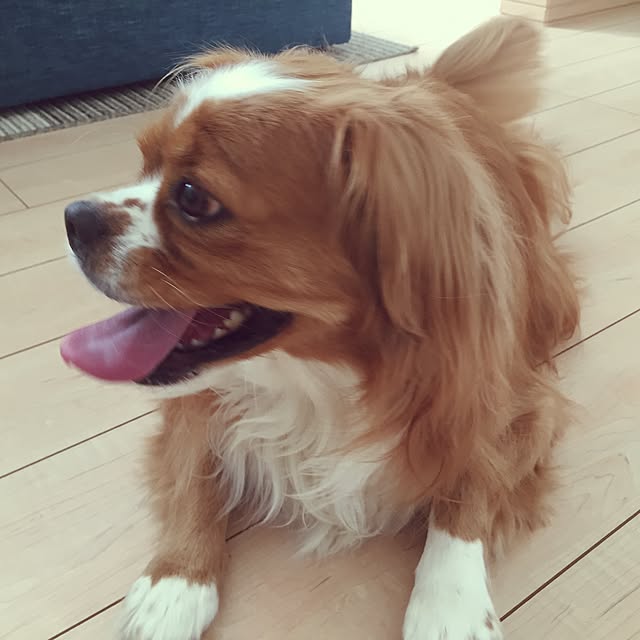 sakuramochiさんの実例写真