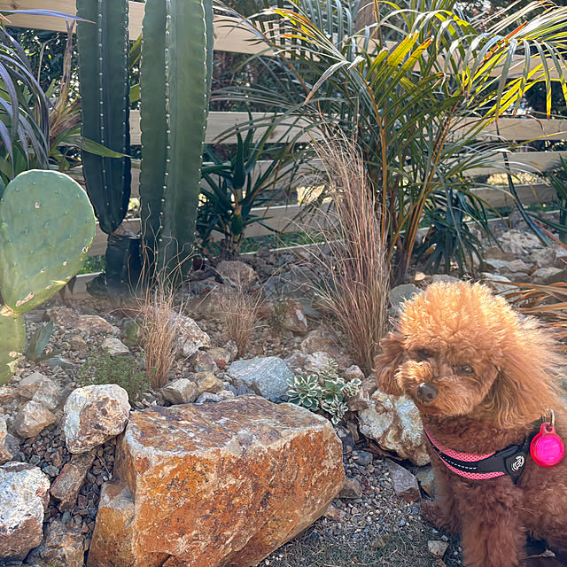 bonjiri0824さんの実例写真