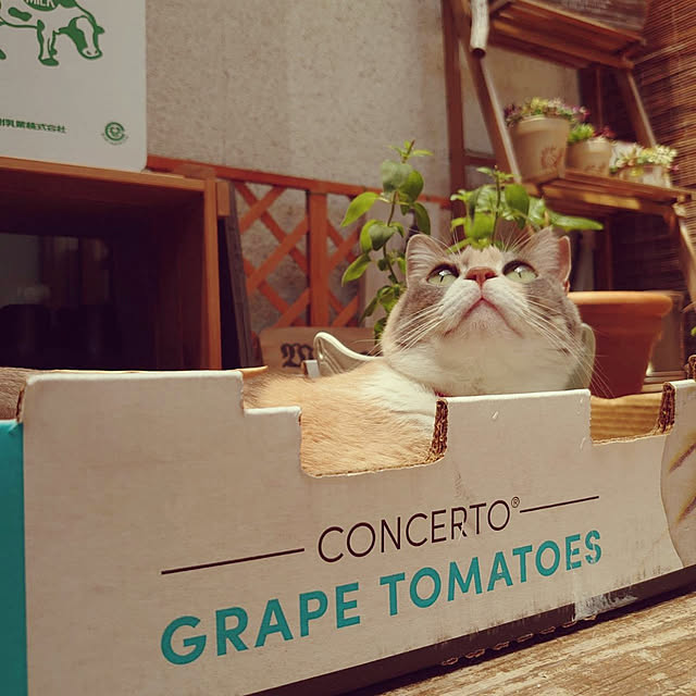 fukuさんの実例写真