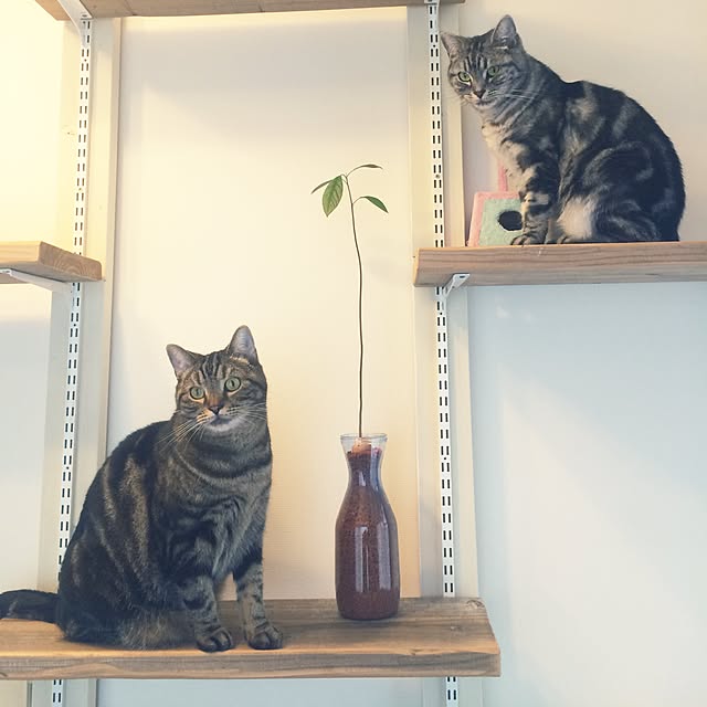 mikomaruさんの実例写真