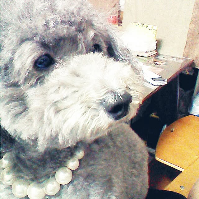 実例写真