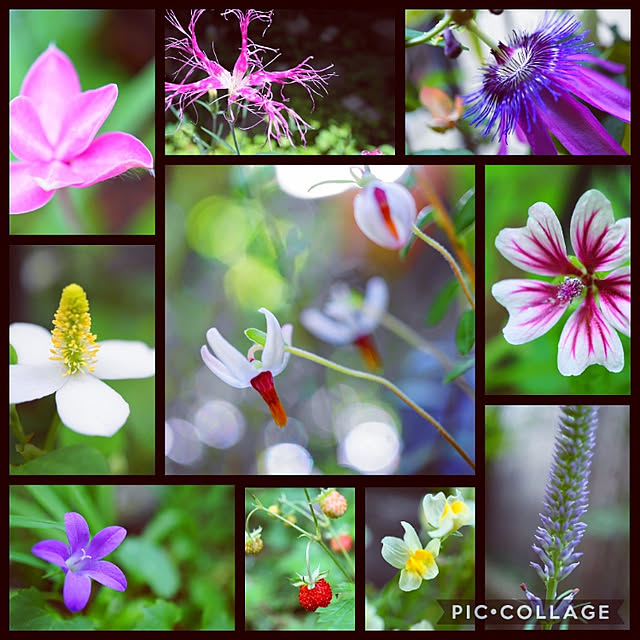 aromameさんの実例写真