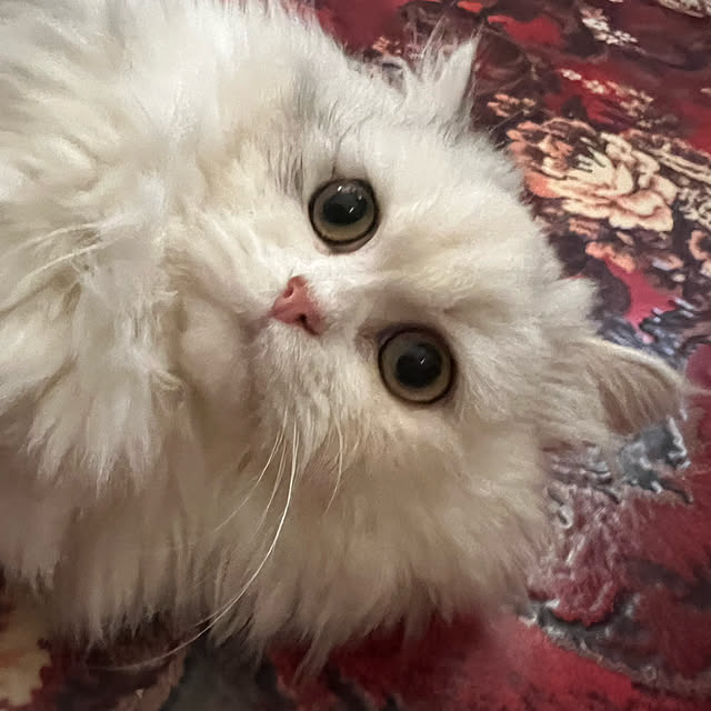 AYUKOさんの実例写真
