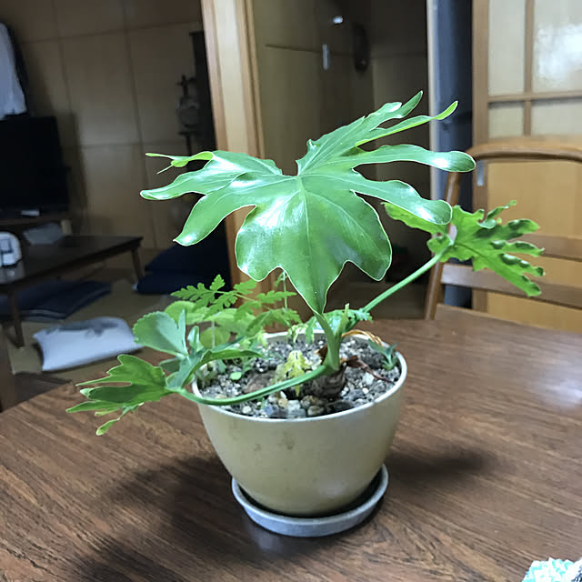 misamisa1113さんの実例写真