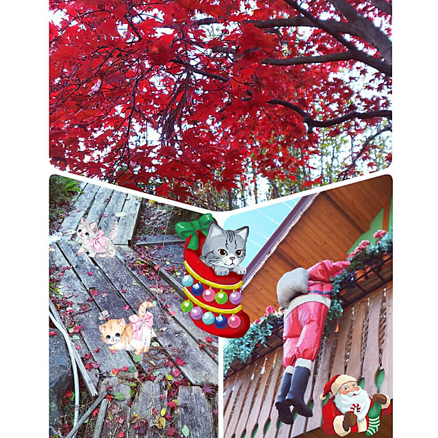cherrycherryさんの実例写真