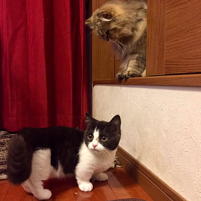 butachanさんの実例写真