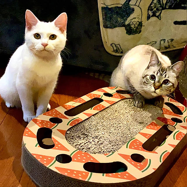 butachanさんの実例写真