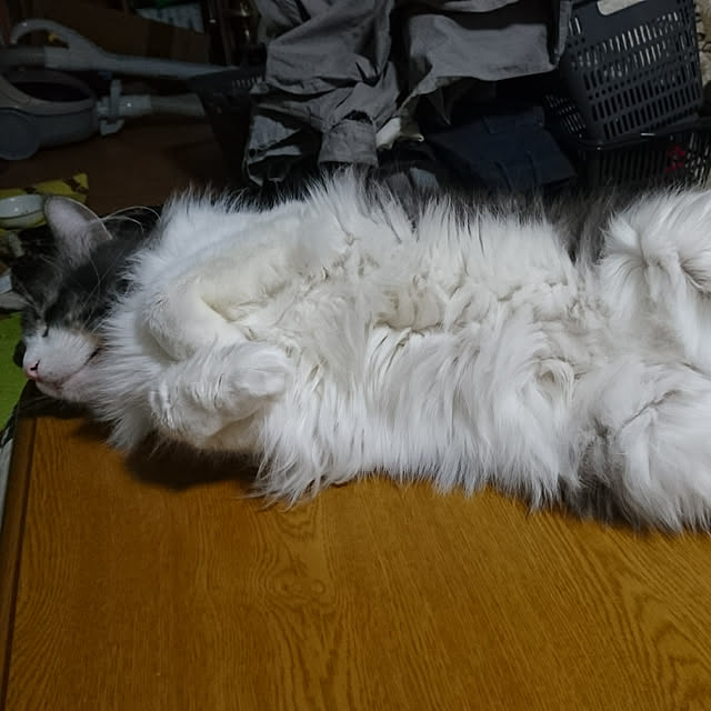 shinobuさんの実例写真
