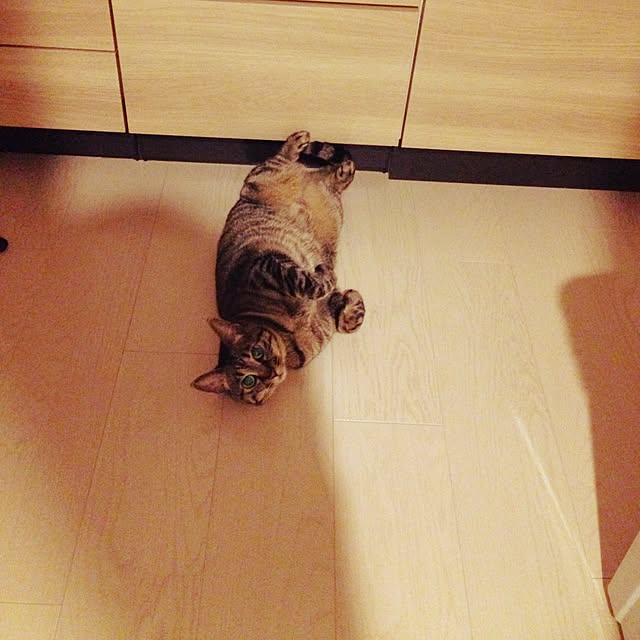 snoopyさんの実例写真