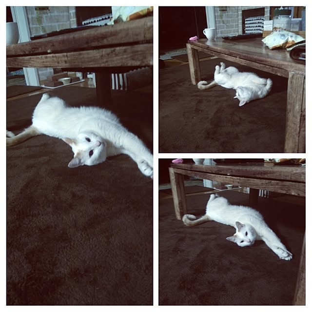 posauruさんの実例写真