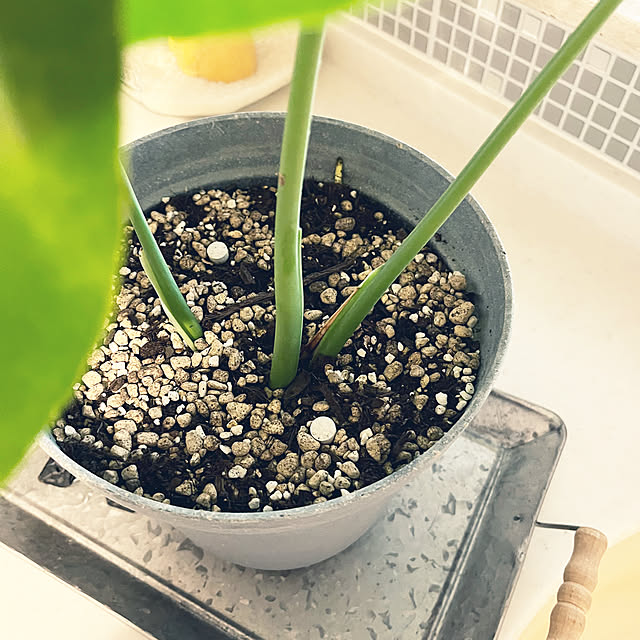 tomatoさんの部屋