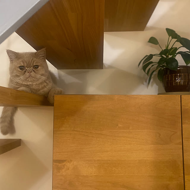 sznoieさんの部屋