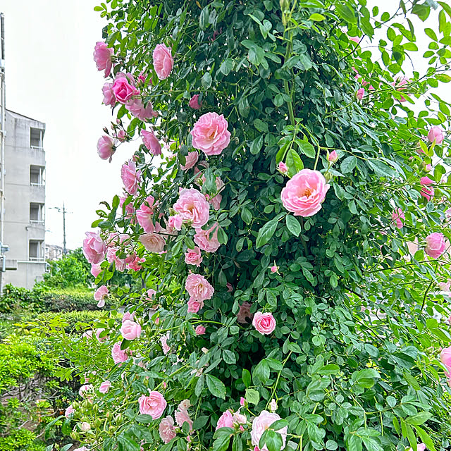 shabby666さんの部屋