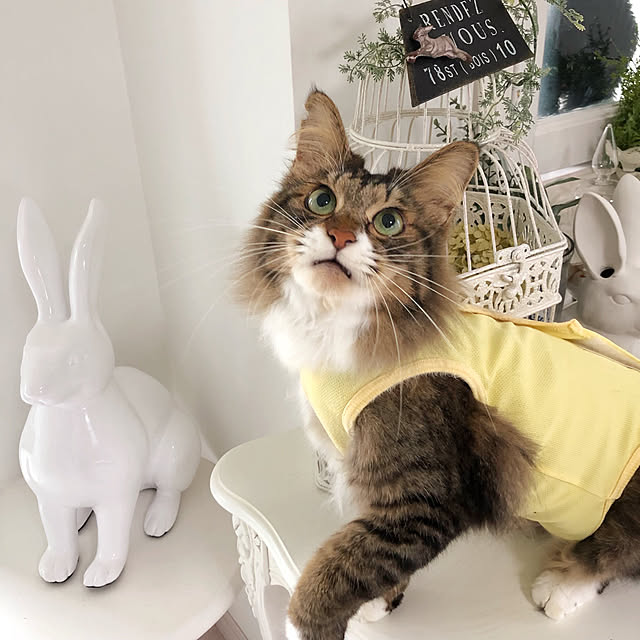 yuchiさんの実例写真