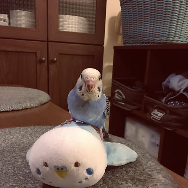 ohanaさんの実例写真