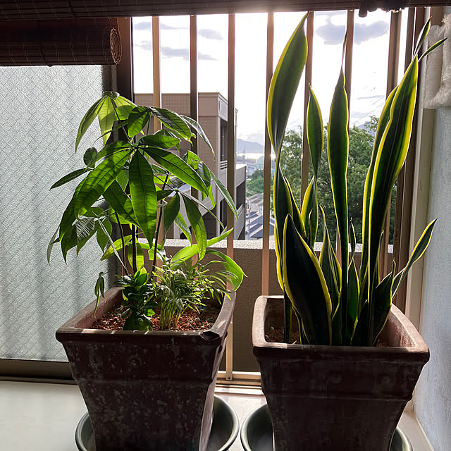 koshiregutyoさんの部屋