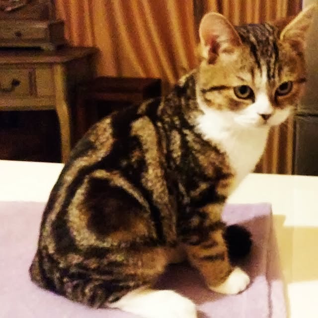 subutanさんの実例写真