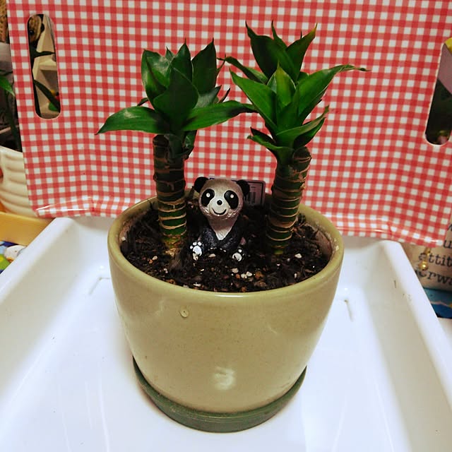 mkshiningmymさんの実例写真