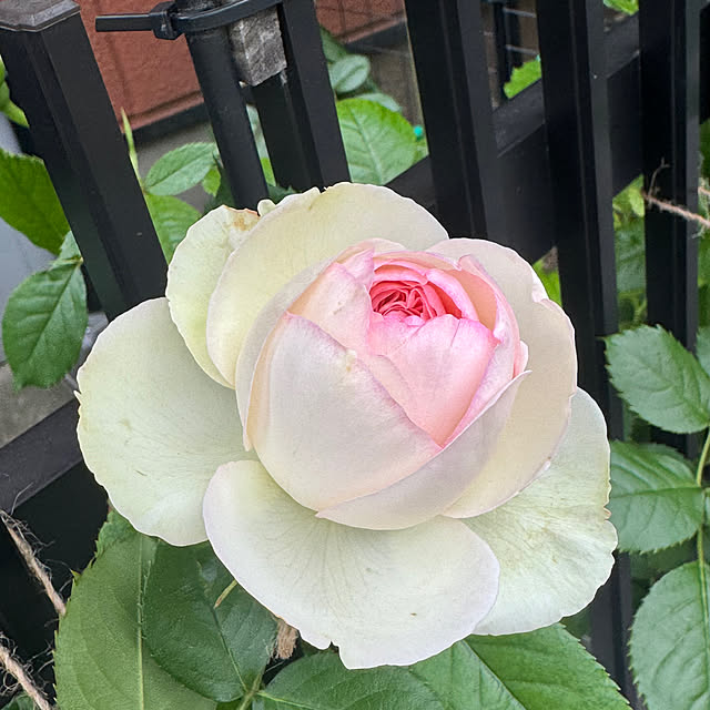 RoseLife5818さんの部屋
