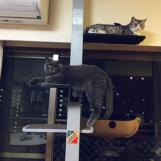 Shojiさんの実例写真