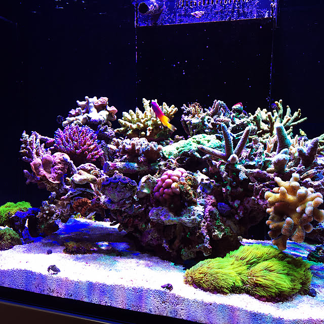 aquarium_seaさんの実例写真