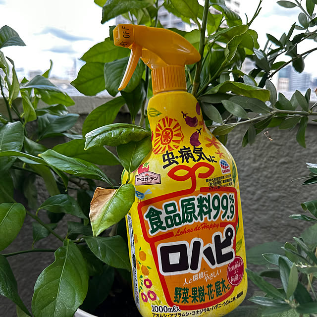 mizucchiさんの実例写真