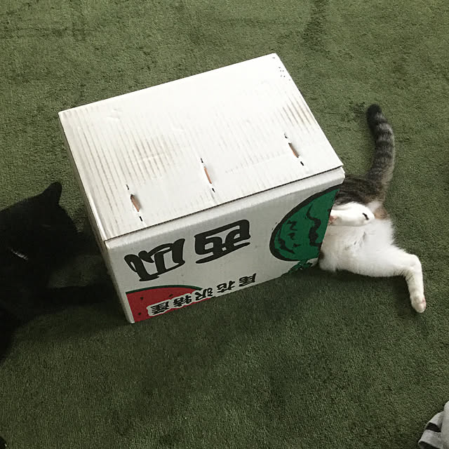 popoさんの実例写真