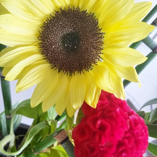 lovesspongebobさんの部屋