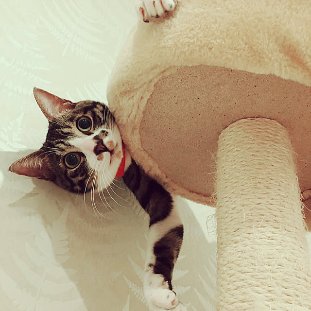 ippu0303Karinさんの実例写真