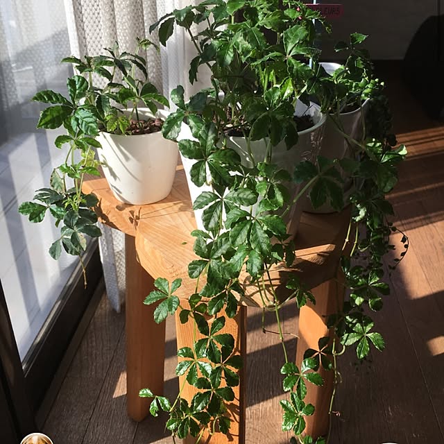 miporinさんの実例写真