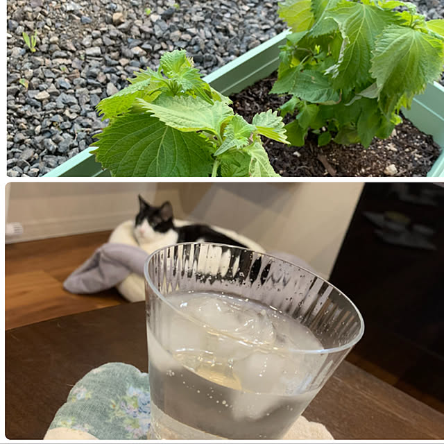 mikeume7さんの実例写真