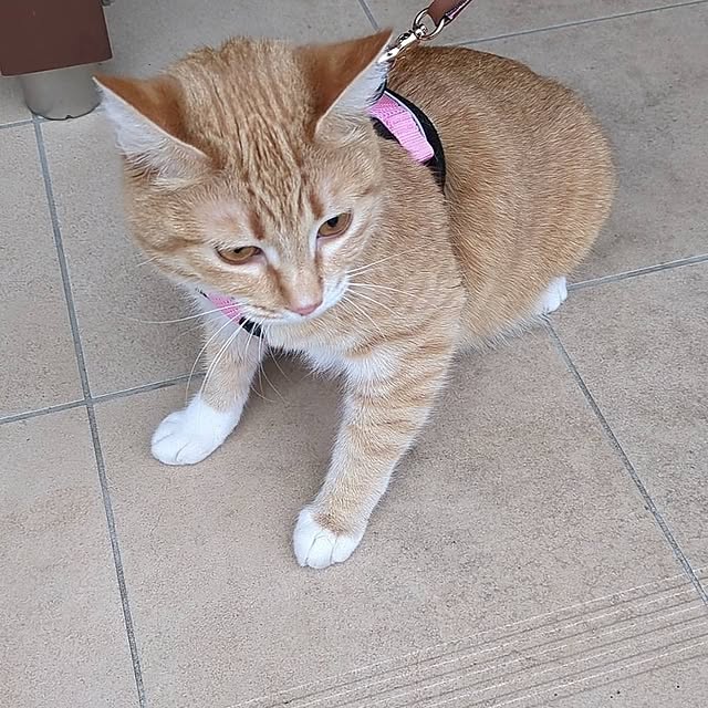 minnieさんの部屋