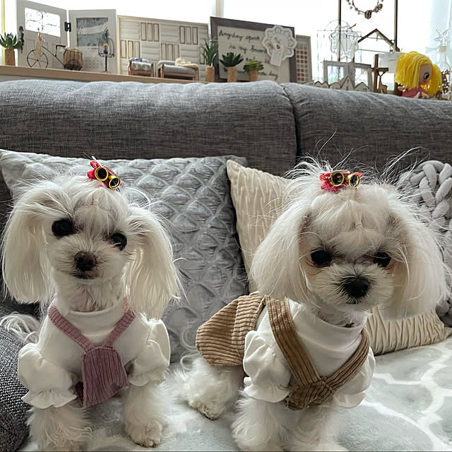 loliontoaliceveさんの実例写真