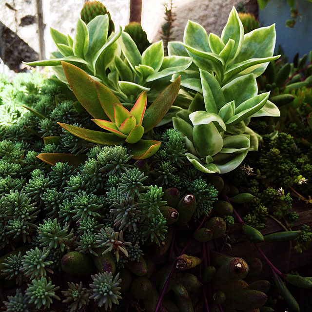 tudukiさんの実例写真