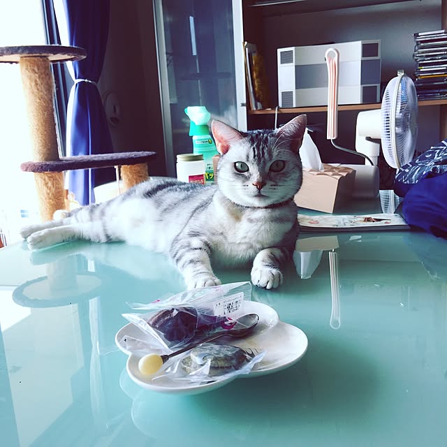 fantasticさんの実例写真
