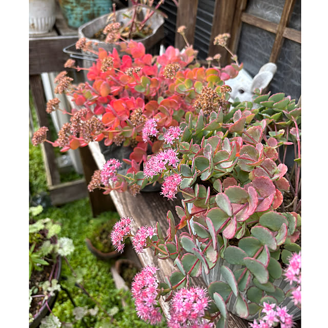 CoCo0617さんの実例写真