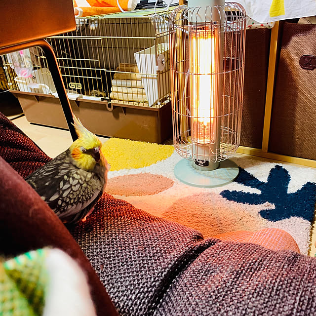 parrotさんの実例写真