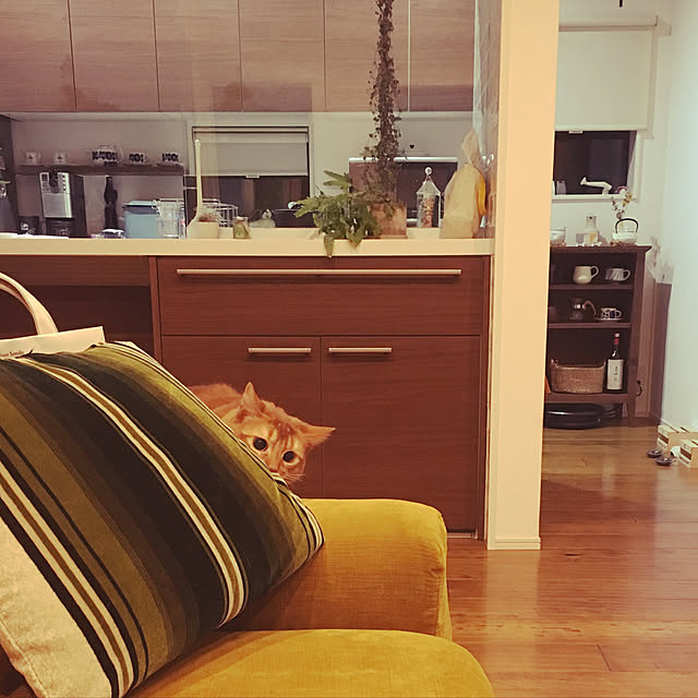 sakineko528さんの実例写真