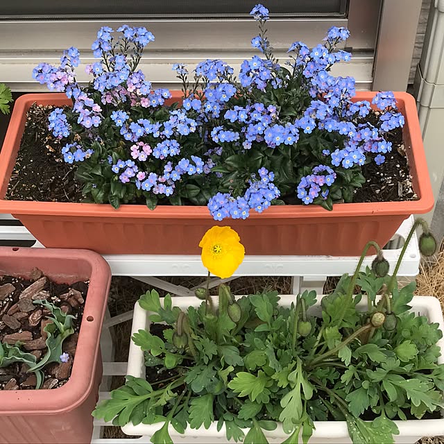 kotoさんの実例写真